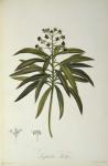 Euphorbia Mellifera, from `Le Jardin de la Malmaison', 1802