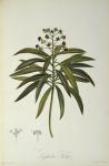 Euphorbia Mellifera, from `Le Jardin de la Malmaison', 1802