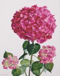 Hydrangea (watercolour on paper)