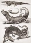 Crocodilia: Crocodile, Caiman and Alligator (engraving)