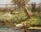 Ducks and ducklings (oil on canvas)