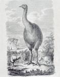 Kiwis and Moa (engraving)