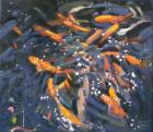 Goldfish, 2010 (oil on canvas)