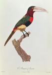 Azara Aracari, engraved by Barriere (colour engraving)