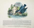 Common Kingfisher (Alcedo Ispida) (colour litho)