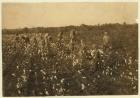 Family picking cotton near McKinney, Texas, 1913 (b/w photo)