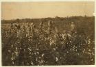 Family picking cotton near McKinney, Texas, 1913 (b/w photo)