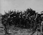 Banana Cultivation, Trinidad, c.1891 (b/w photo)