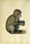 A Monkey (w/c & gouache on paper)