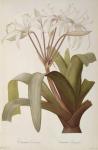 Crinum Erubescens or Crinum Rougeatre, from `Les Liliacees', 1803, published 1805-16 (coloured engraving)