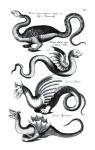 Four types of dragon (engraving) (b/w photo)