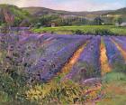 Buddleia and Lavender Field, Montclus, 1993 (oil on canvas)