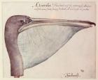 Pelican, c.1590 (w/c on paper)