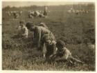 Jo Arnao 3, picking cranberries with his brother 6 and sister 9 at Whites Bog, Browns Mills, New Jersey, 1910 (b/w photo)