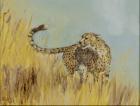 cheetah study 2, 2016, (oil on canvas)