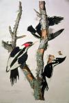 Ivory-billed Woodpecker, from 'Birds of America', 1829 (coloured engraving) (see 195912 for detail)