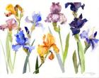 Iris, 2014, (watercolor)