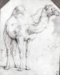 Camel (etching)