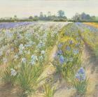 Blue and White Irises, Wortham (oil on canvas)