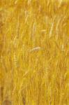 Wheat field. Stalks of ripe wheat (photo)