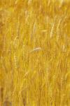 Wheat field. Stalks of ripe wheat (photo)