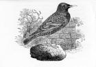 The Starling, illustration from 'The History of British Birds' by Thomas Bewick, first published 1797 (woodcut)