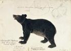 Drawing of an Asiatic Black Bear, "Ursus Tibetanus", from the Central Region of Himalaya