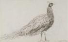 Peacock at Capel Curig, c.1845 (black chalk on wove paper)