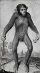 Chimpanzee, 1699 (litho)