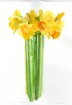 Narcissus bunch; 2014; (watercolor)