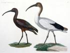 Ibises, from 'Description de l'Eypte', 1817 (w/c on paper)