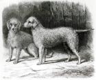 Bedlington Terriers- Mr. F. Armstrong's 'Rosebud' and Mr. A. Armstrong's 'Nailor' (litho) (b/w photo)