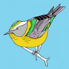 Florence Firecrest, pen and ink, digitally coloured