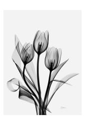 Three Gray Tulips H14 | Obraz na stenu