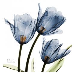 New Blue Tulips C54 | Obraz na stenu