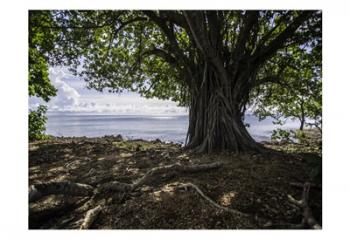 Shaded Tree | Obraz na stenu