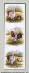 Roosters-2 Chickens | Obraz na stenu