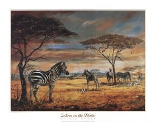Zebras on the Plains | Obraz na stenu