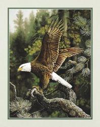 Eagle Perch | Obraz na stenu