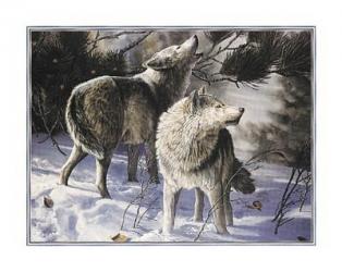 Winter Wolves | Obraz na stenu
