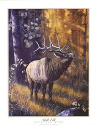 Bull Elk | Obraz na stenu
