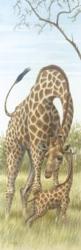 Mama Giraffe With Baby | Obraz na stenu