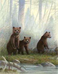 Grizzly Cubs | Obraz na stenu