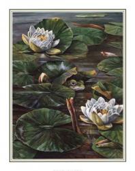 Frog In Lily Pond | Obraz na stenu