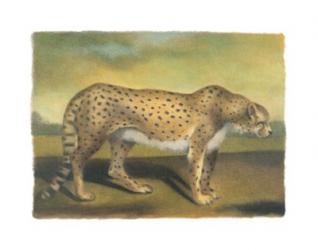 Cheetah | Obraz na stenu