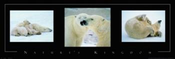 Nature's Kingdom-Polar Bears | Obraz na stenu
