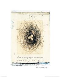 Bird's Nest | Obraz na stenu