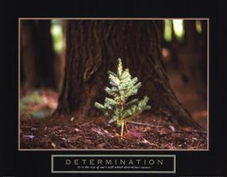 Determination - Little Pine | Obraz na stenu