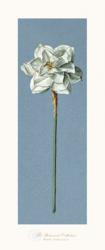 Francesco Mengucci - White Narcissus Size 24x10 | Obraz na stenu