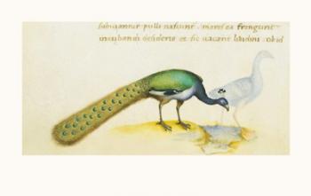 Petrus Candidus - Peacock Size 10x16 | Obraz na stenu